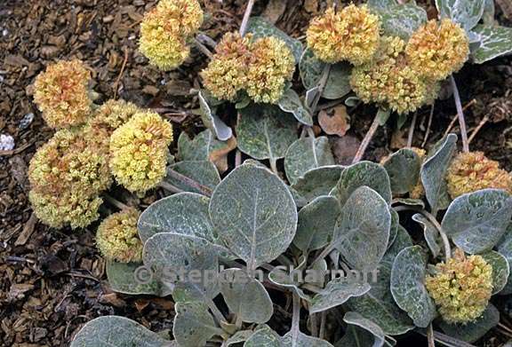 eriogonum lobbii 1 graphic